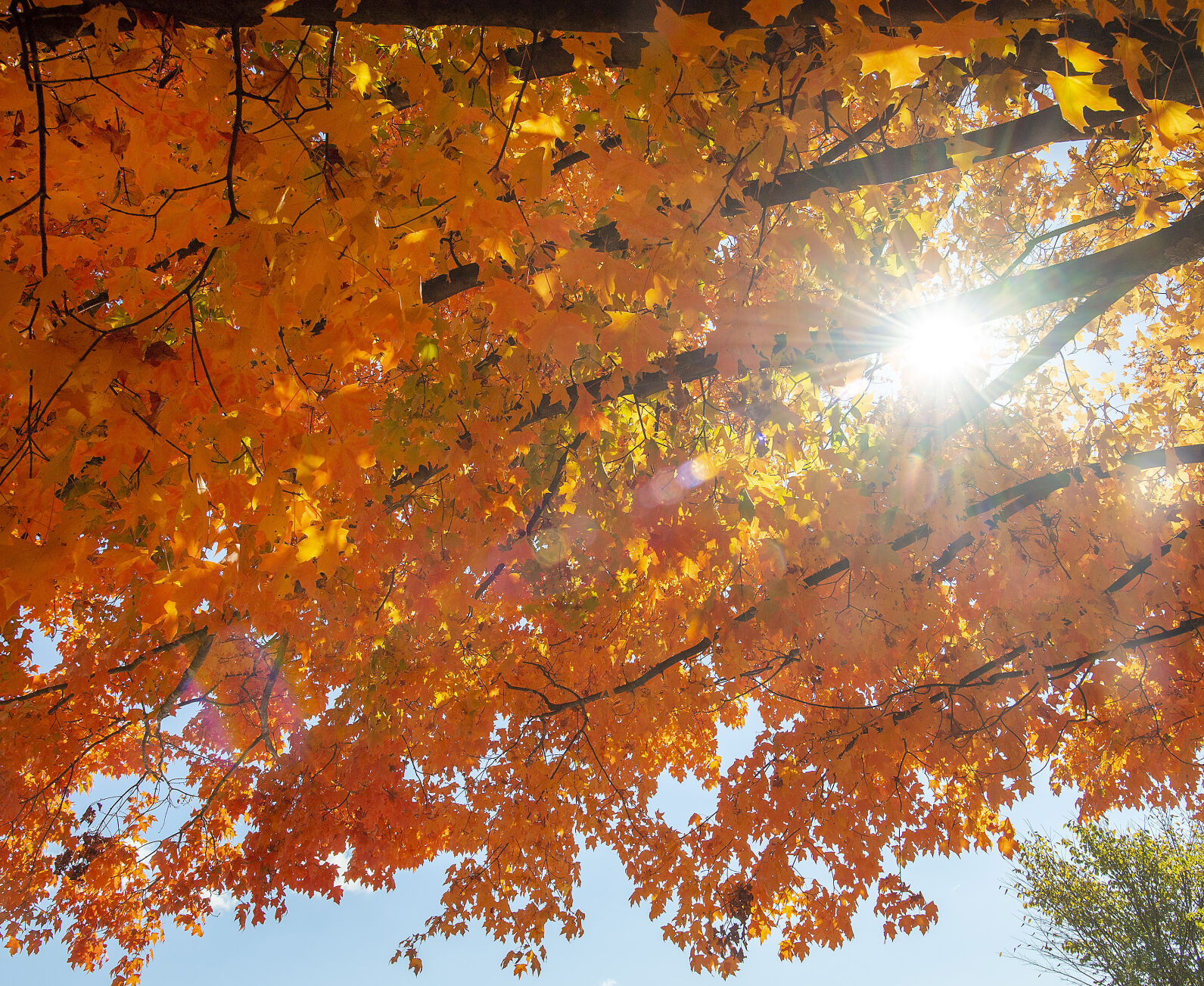 Fall Color